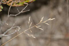 Agrostis capillaris