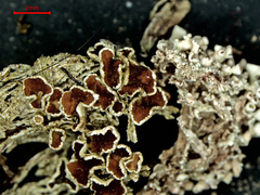 Lecanora lugubris