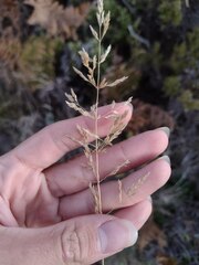 Agrostis capillaris