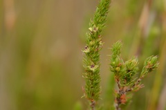 Cliffortia subsetacea