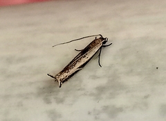 Erechthias charadrota