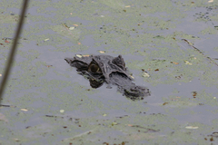 Caiman latirostris
