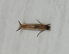 Erechthias charadrota