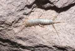 Ctenolepisma