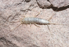 Ctenolepisma