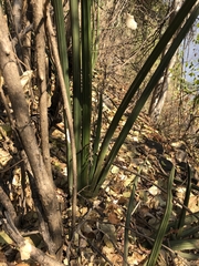 Sansevieria pearsonii