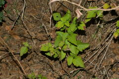 Rubus hawaiensis