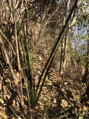 Sansevieria pearsonii