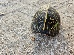 Terrapene carolina bauri