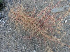 Chenopodium fremontii