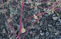 Chenopodium fremontii