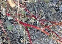 Chenopodium fremontii