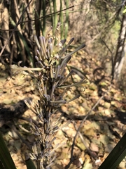 Sansevieria pearsonii