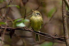 Hemitriccus orbitatus