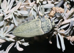Gyascutus