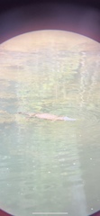 Ornithorhynchus anatinus