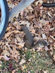 Sciurus carolinensis