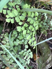 Adiantum capillus-veneris