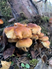 Flammulina velutipes