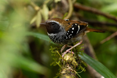 Myrmoderus squamosus