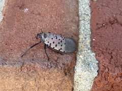 Lycorma delicatula