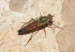 Lysilinga aurantiaca