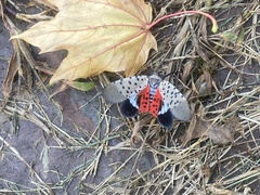 Lycorma delicatula