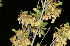 Fraxinus anomala