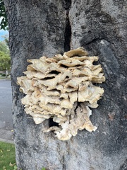 Laetiporus gilbertsonii