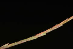 Hemarthria altissima