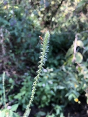 Achyranthes