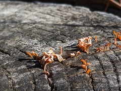 Dacrymyces spathularia