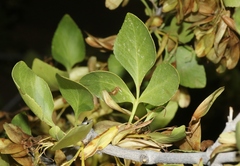 Fraxinus anomala
