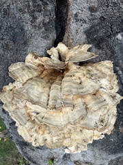 Laetiporus gilbertsonii