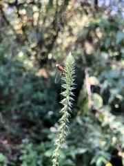 Achyranthes