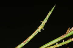 Hemarthria altissima