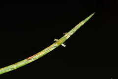 Hemarthria altissima