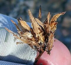 Cordylanthus rigidus setigerus