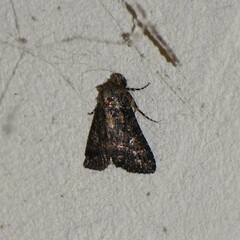 Condica albigera