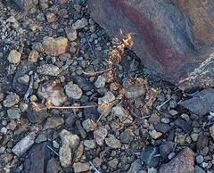 Cordylanthus rigidus setigerus