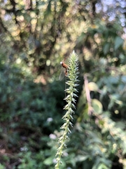 Achyranthes