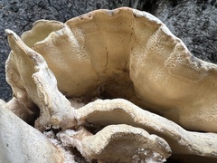 Laetiporus gilbertsonii