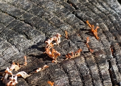 Dacrymyces spathularia