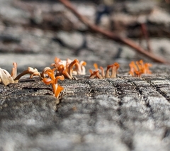Dacrymyces spathularia
