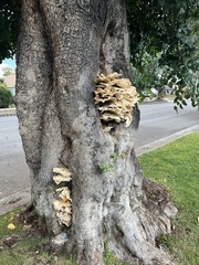 Laetiporus gilbertsonii