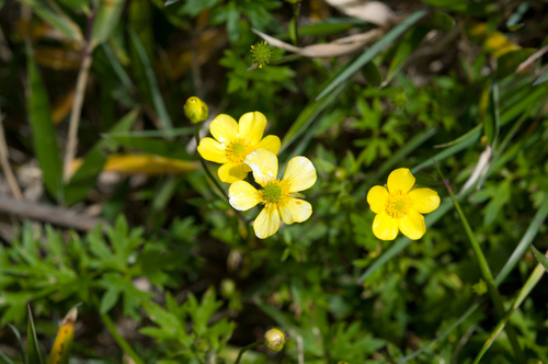 Ranunculus formosa-montanus, photograph 4