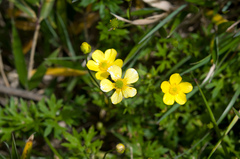 Ranunculus formosa-montanus