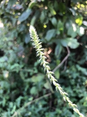 Achyranthes