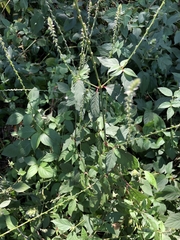 Achyranthes