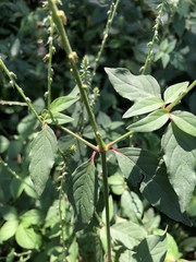 Achyranthes